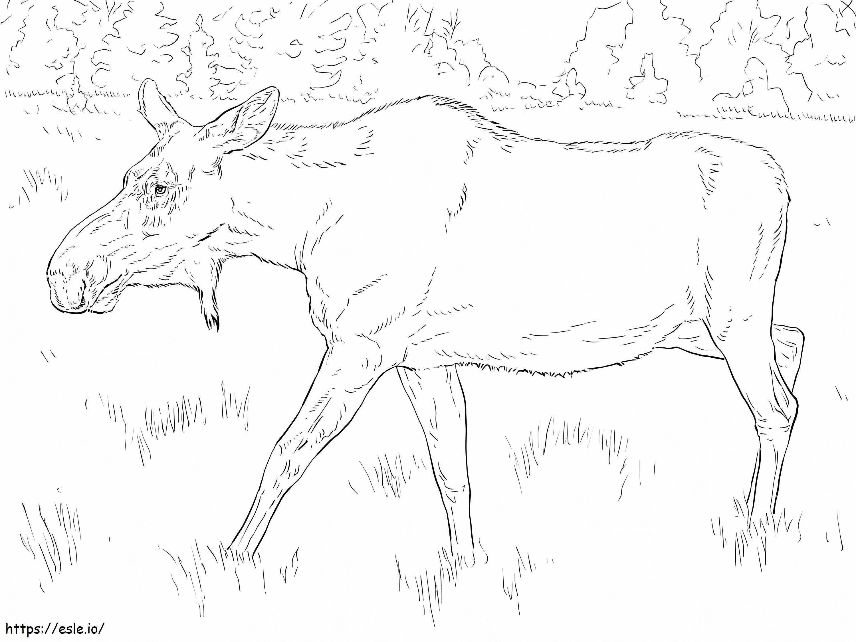 Coloriage Vache orignal à imprimer dessin