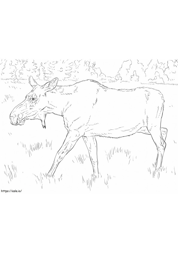 Moose Cow coloring page