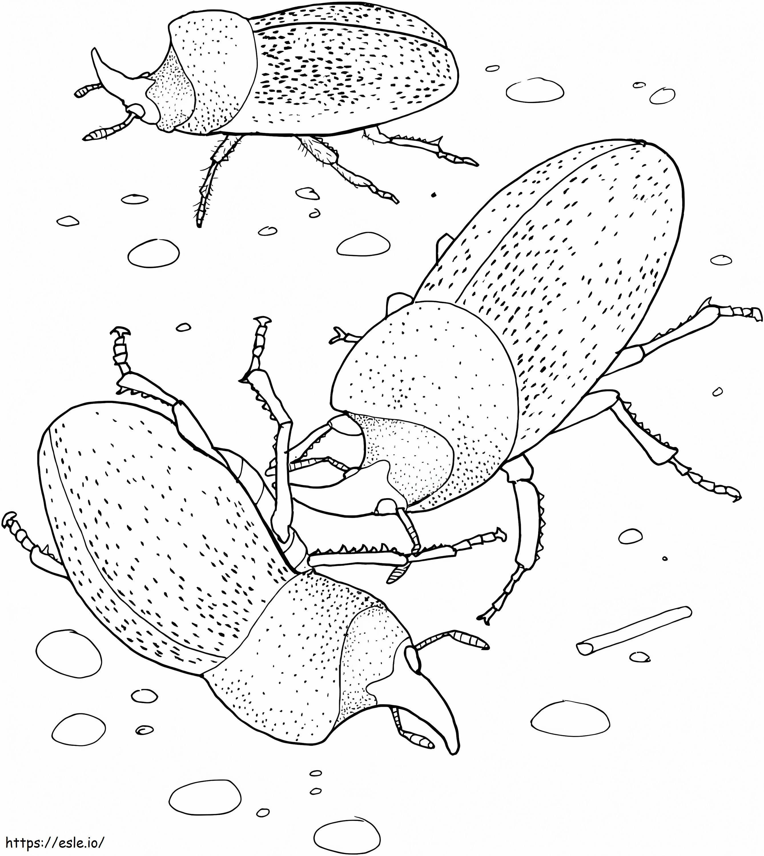 Kumbang Badak Gambar Mewarnai