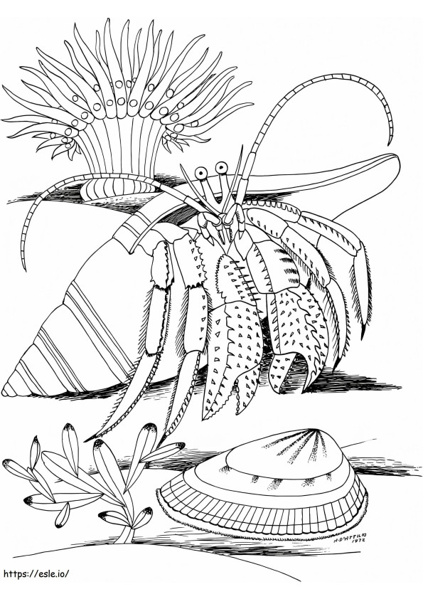 Hermit Crab And Shell coloring page