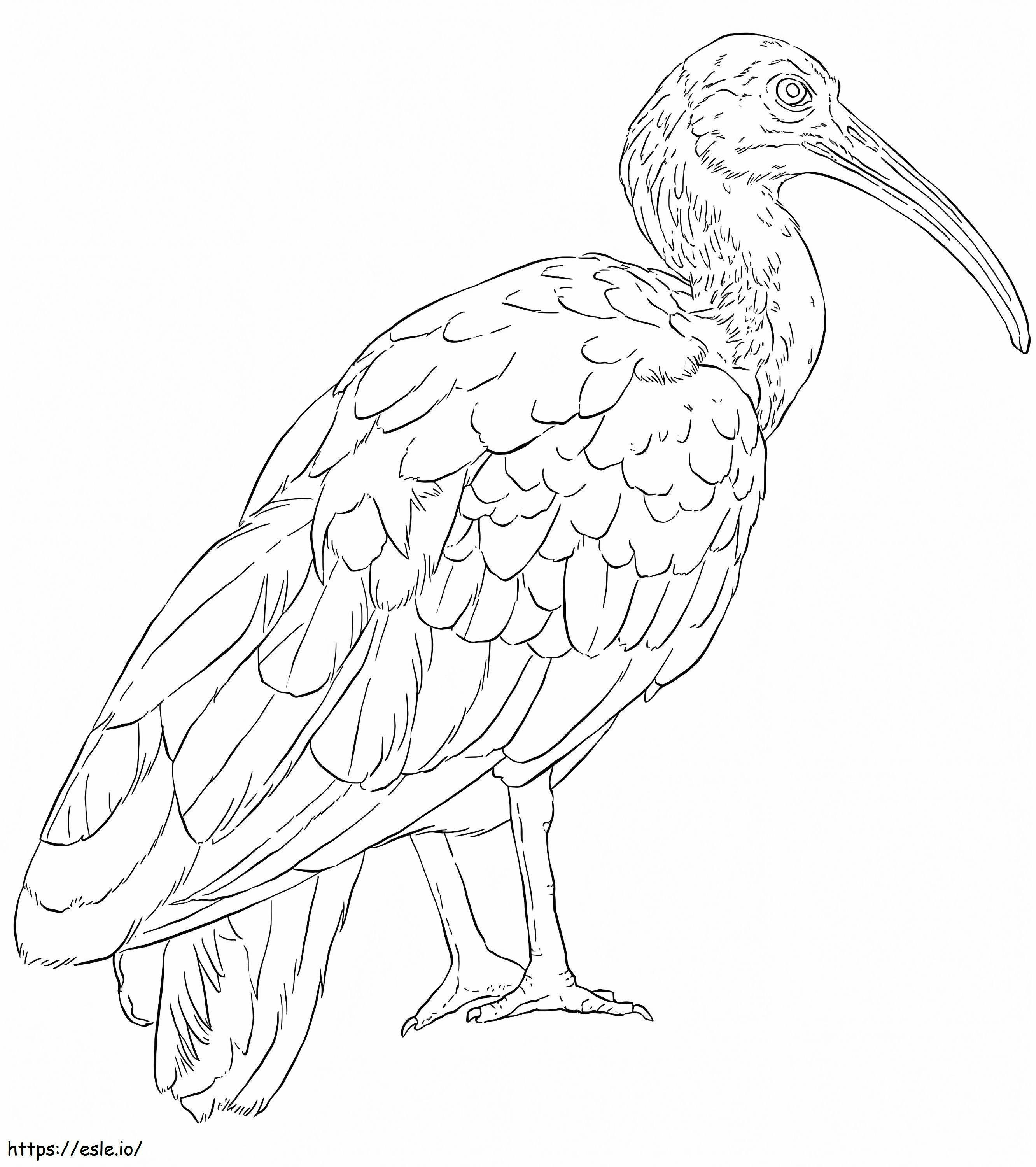 Zielony ibis kolorowanka