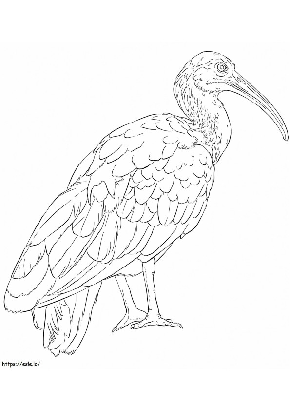 Zielony ibis kolorowanka