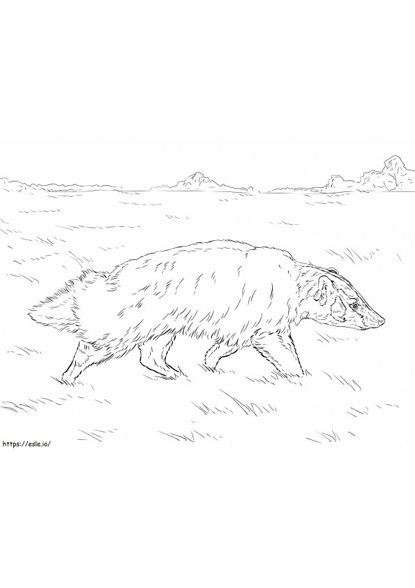 Badger In American