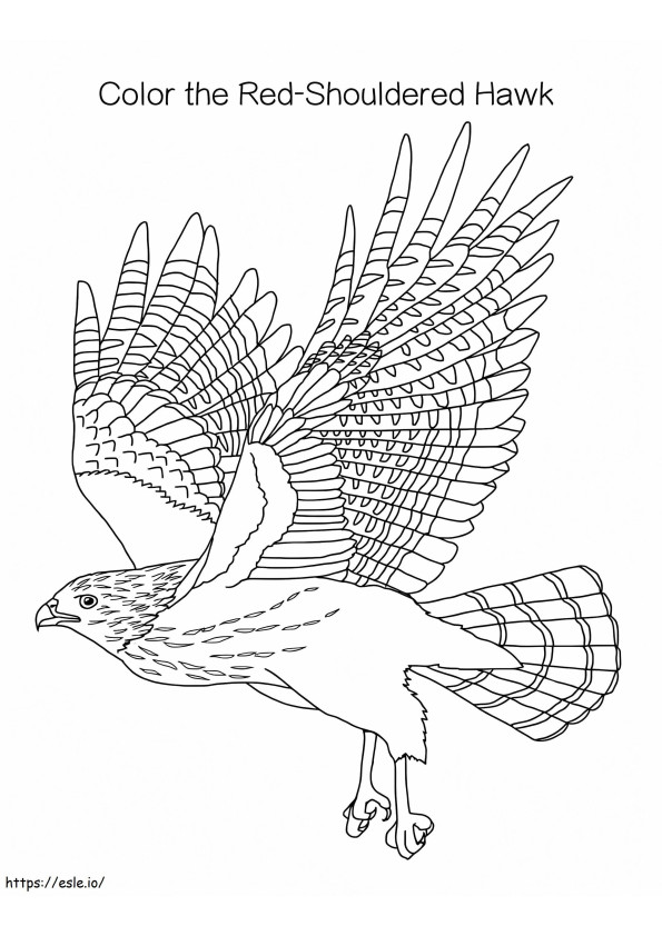 Red Shouldered Hawk coloring page