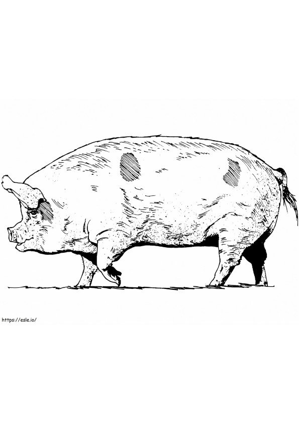 Realistisches Schwein ausmalbilder