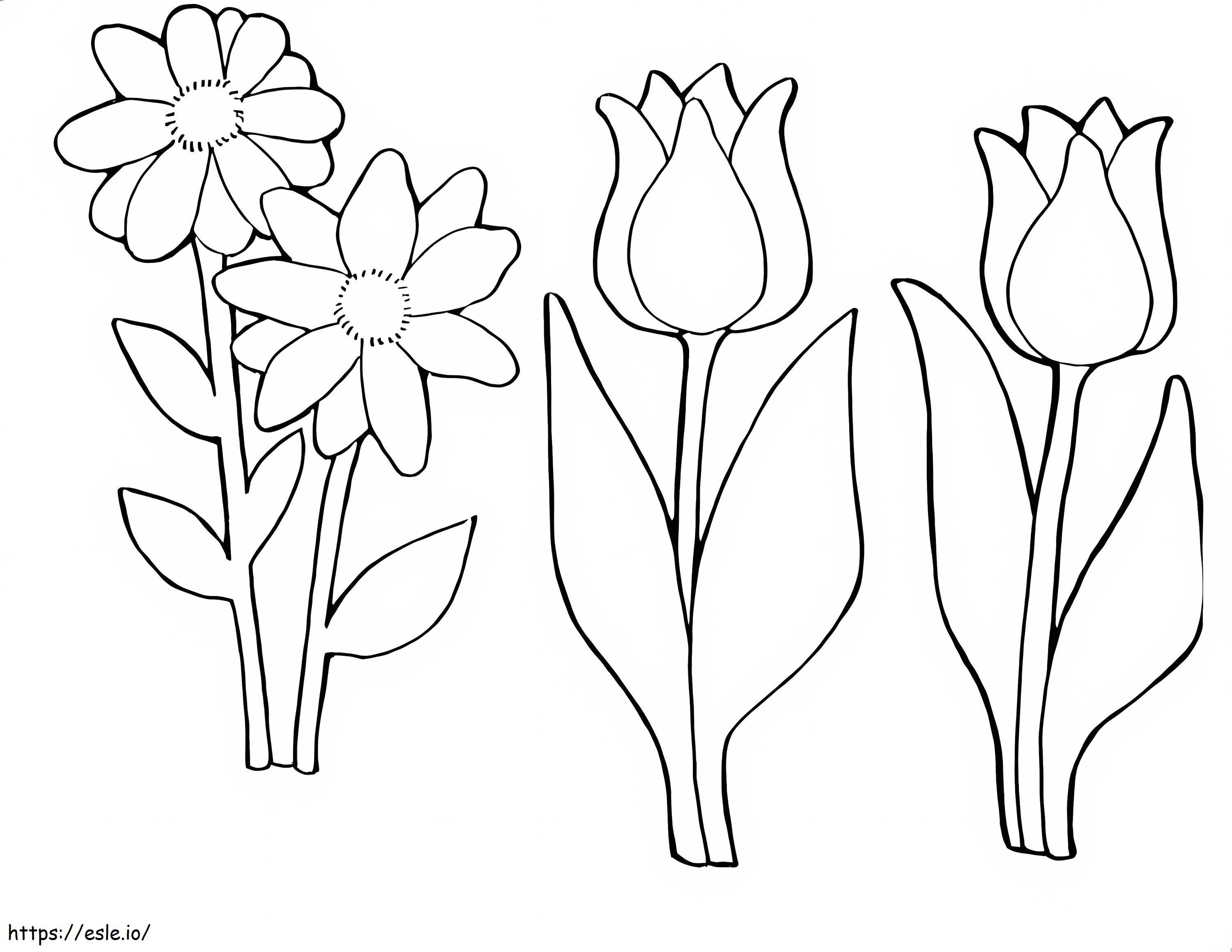 tulipán y margarita para colorear