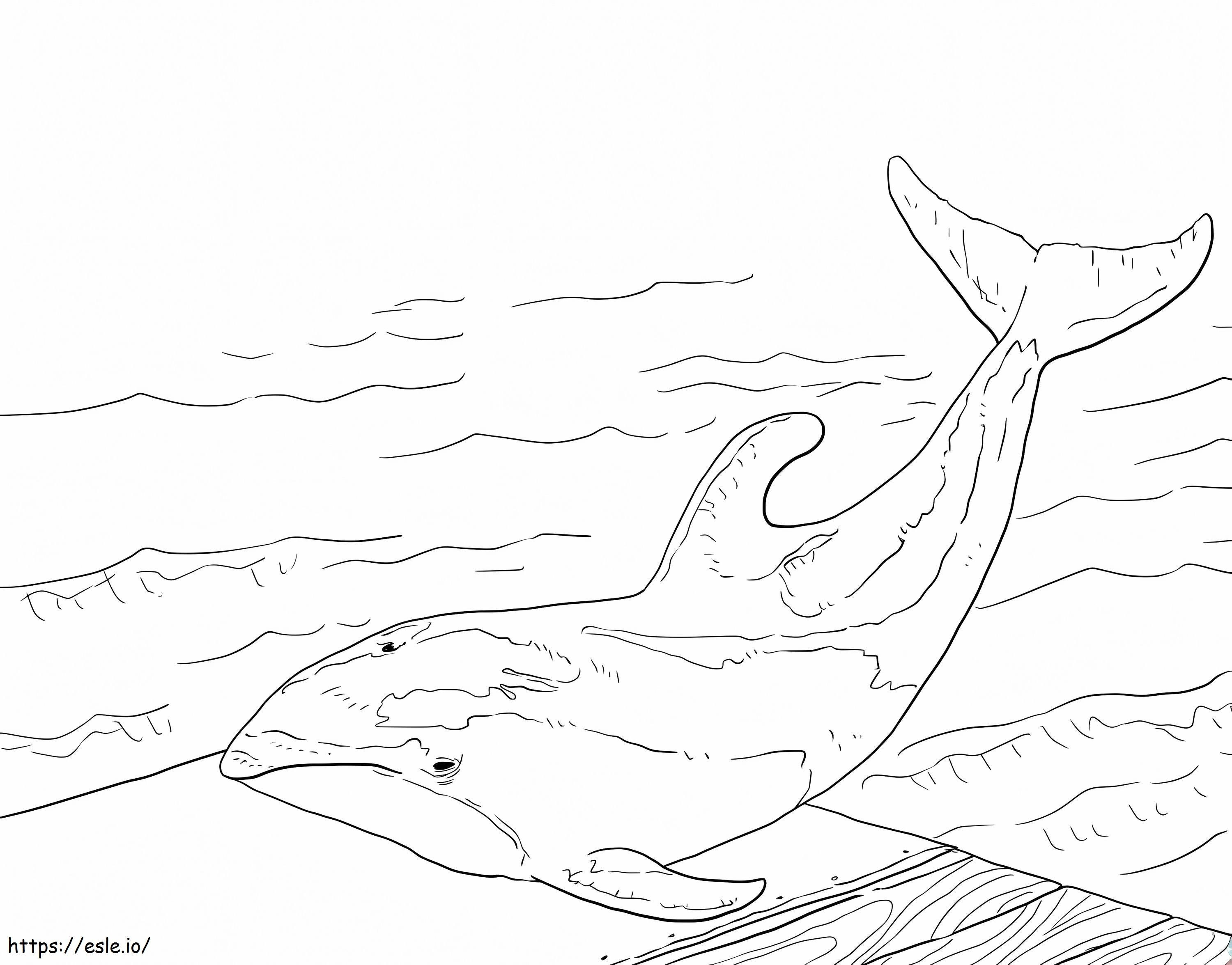 Delfino dalla faccia bianca del Pacifico da colorare