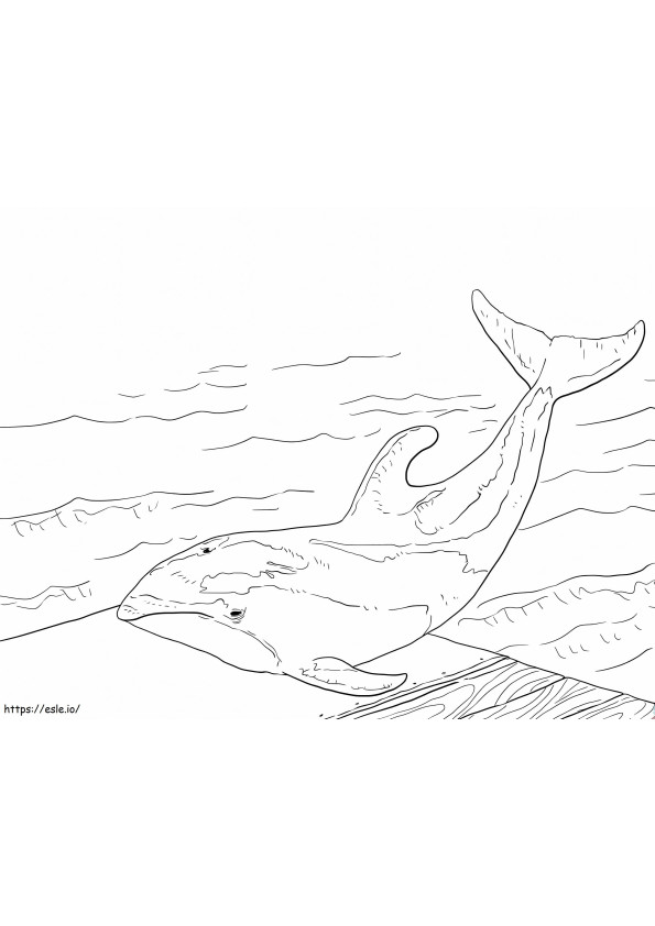 Golfinho-branco-do-pacífico para colorir