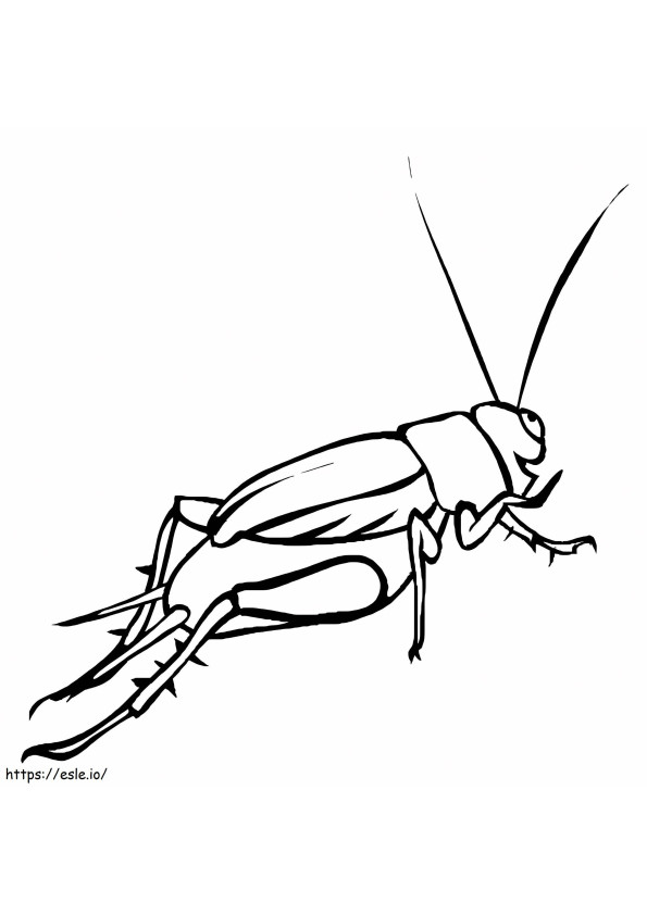 Cricket Drawing coloring page