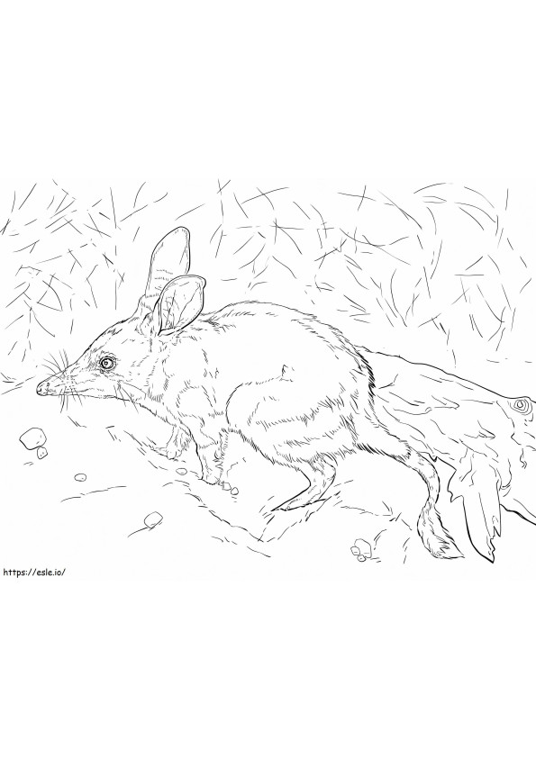Realistic Bilby coloring page