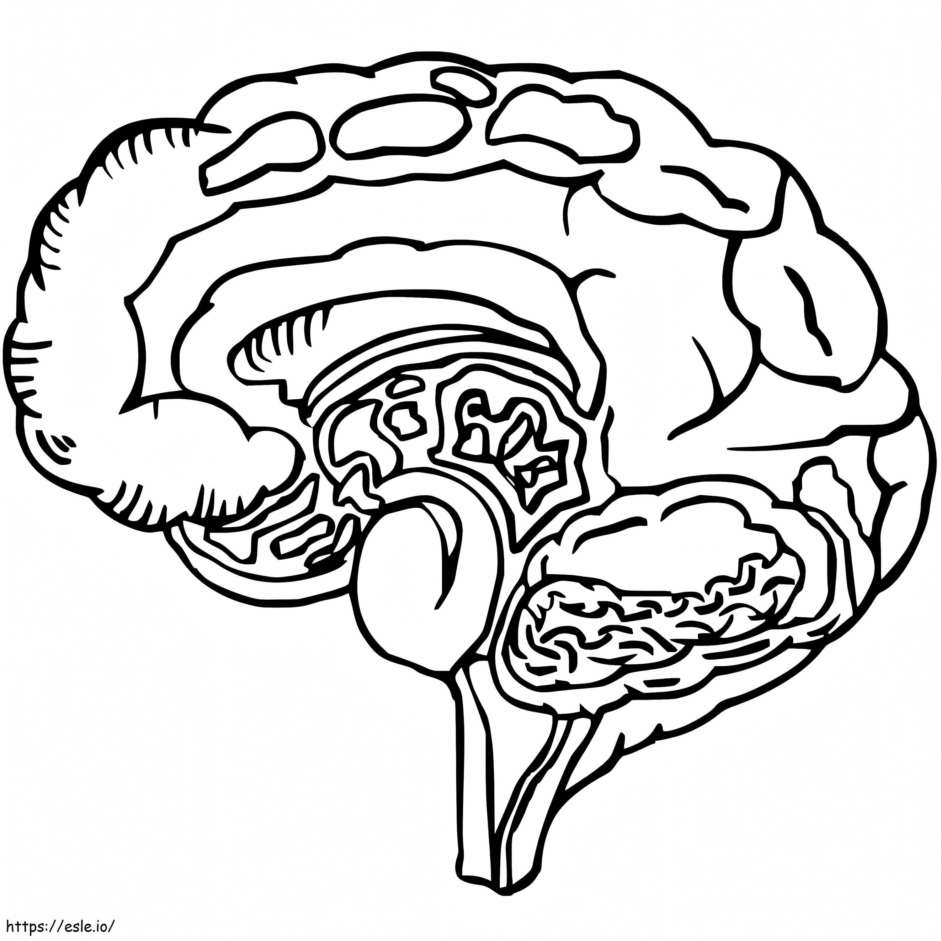 Ihmisen aivot 5 värityskuva