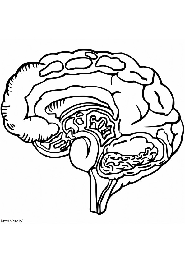 Human Brain 5 coloring page