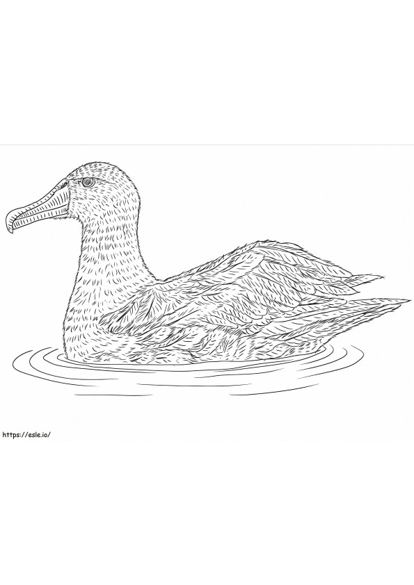 Valkohattuinen albatrossi värityskuva