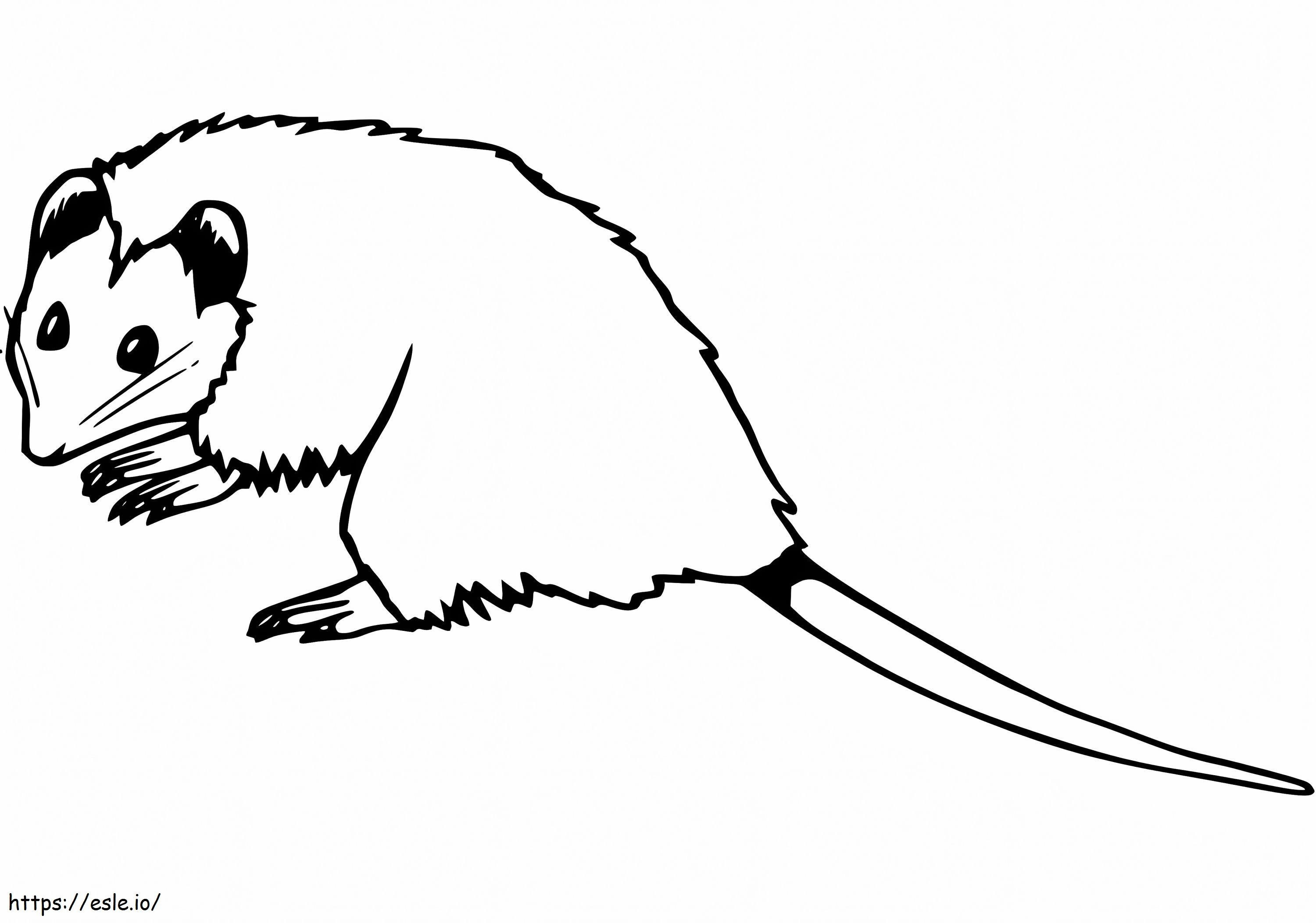 Little Opossum coloring page