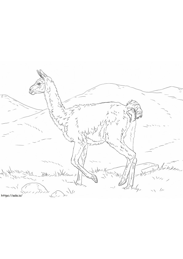 グアナコウォーキング