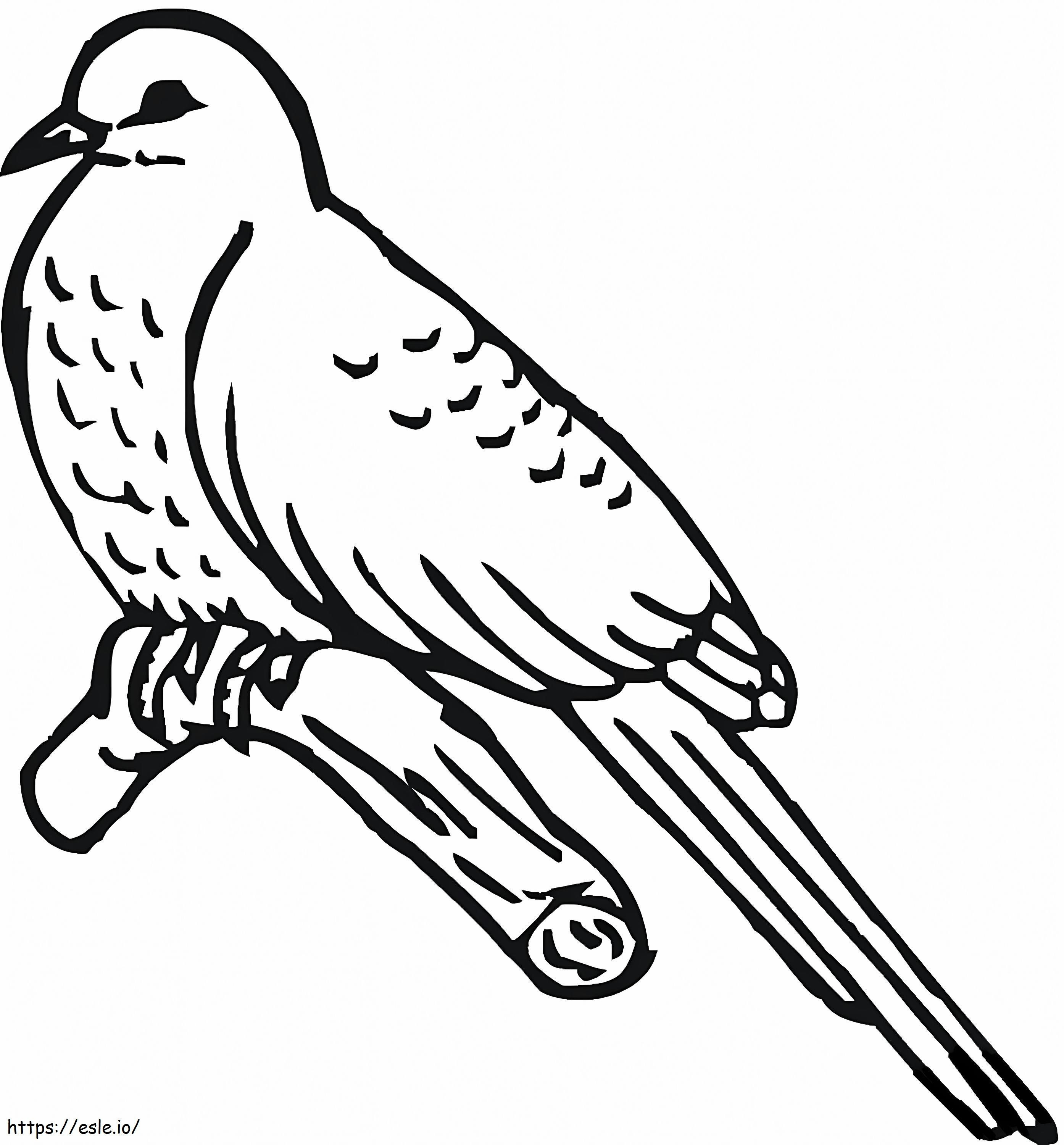 Kukułkowy ptak kolorowanka