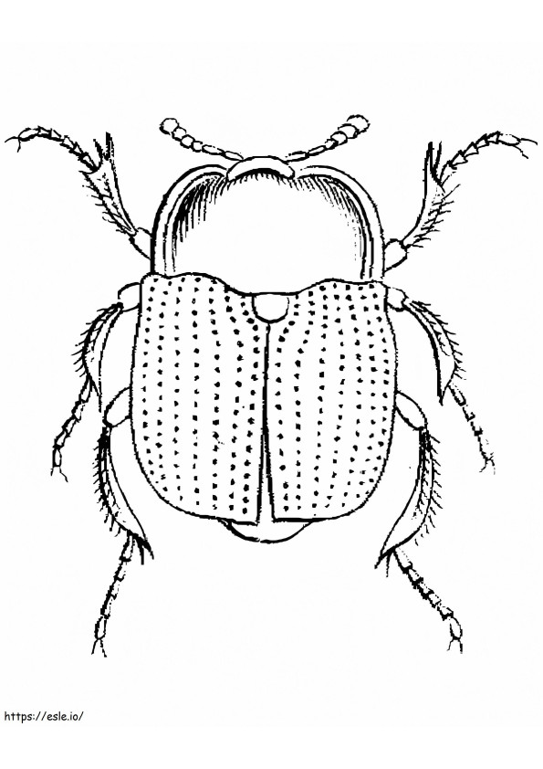 Uno scarabeo da colorare