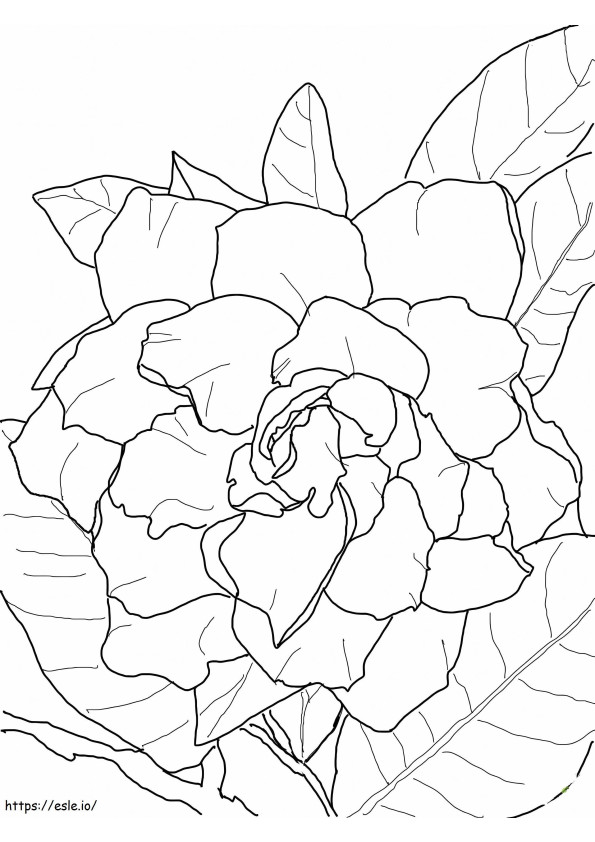 Bonita Gardenia para colorear