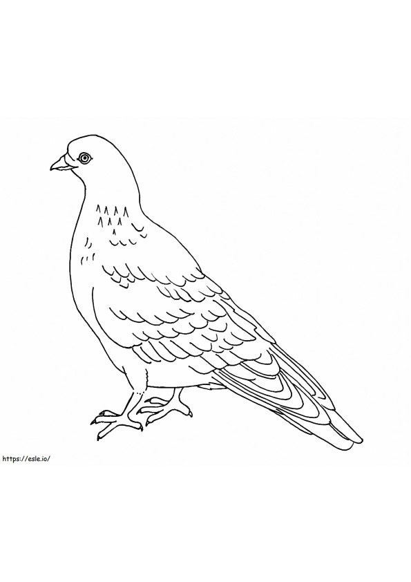 Pigeon 2 coloring page
