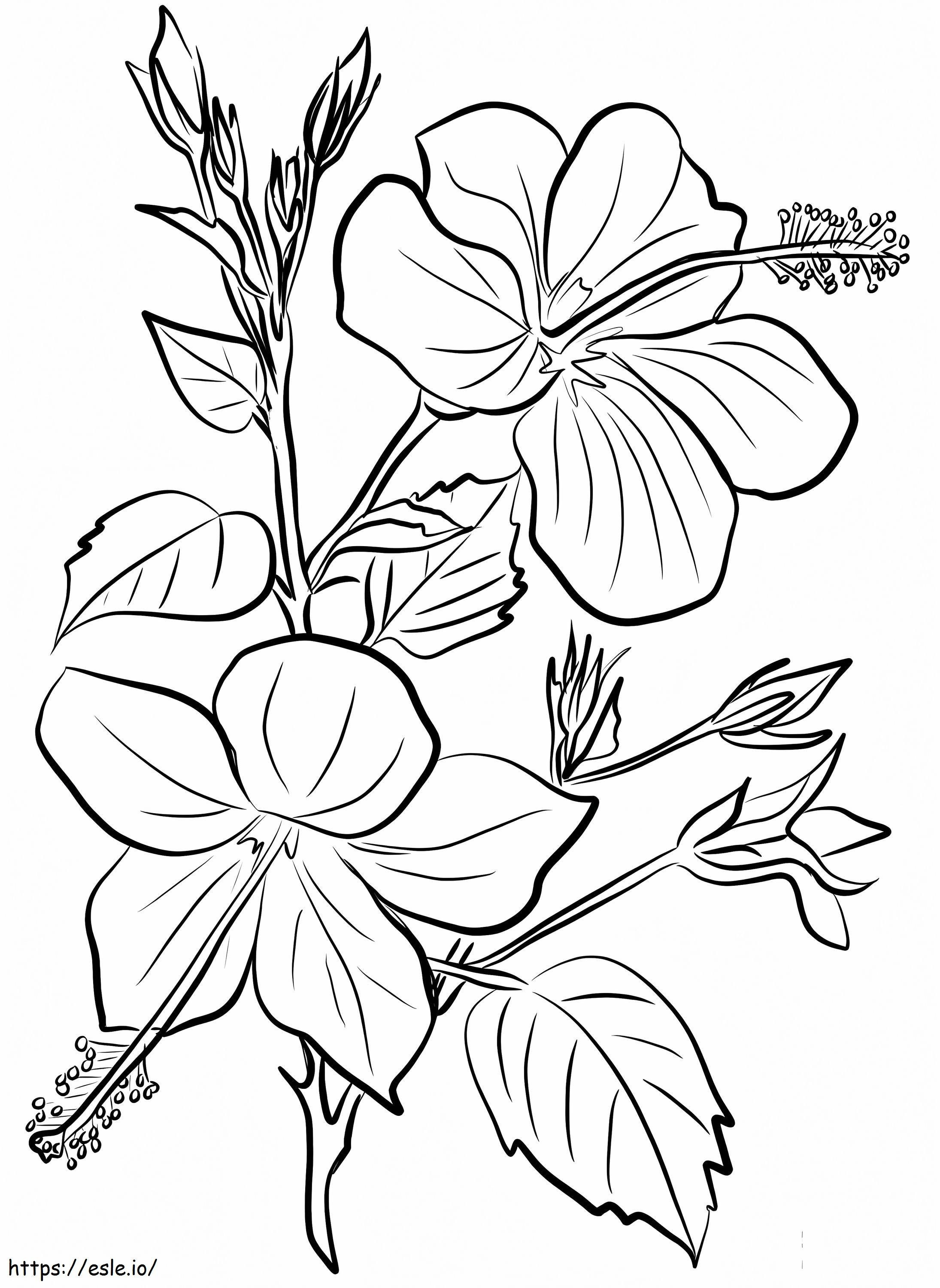Flor de hibisco 9 para colorir