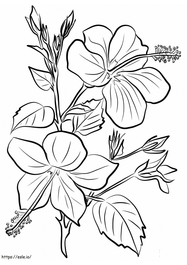 Hibiscus-kukka 9 värityskuva