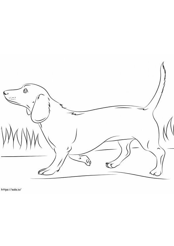 Normal Dachshund coloring page