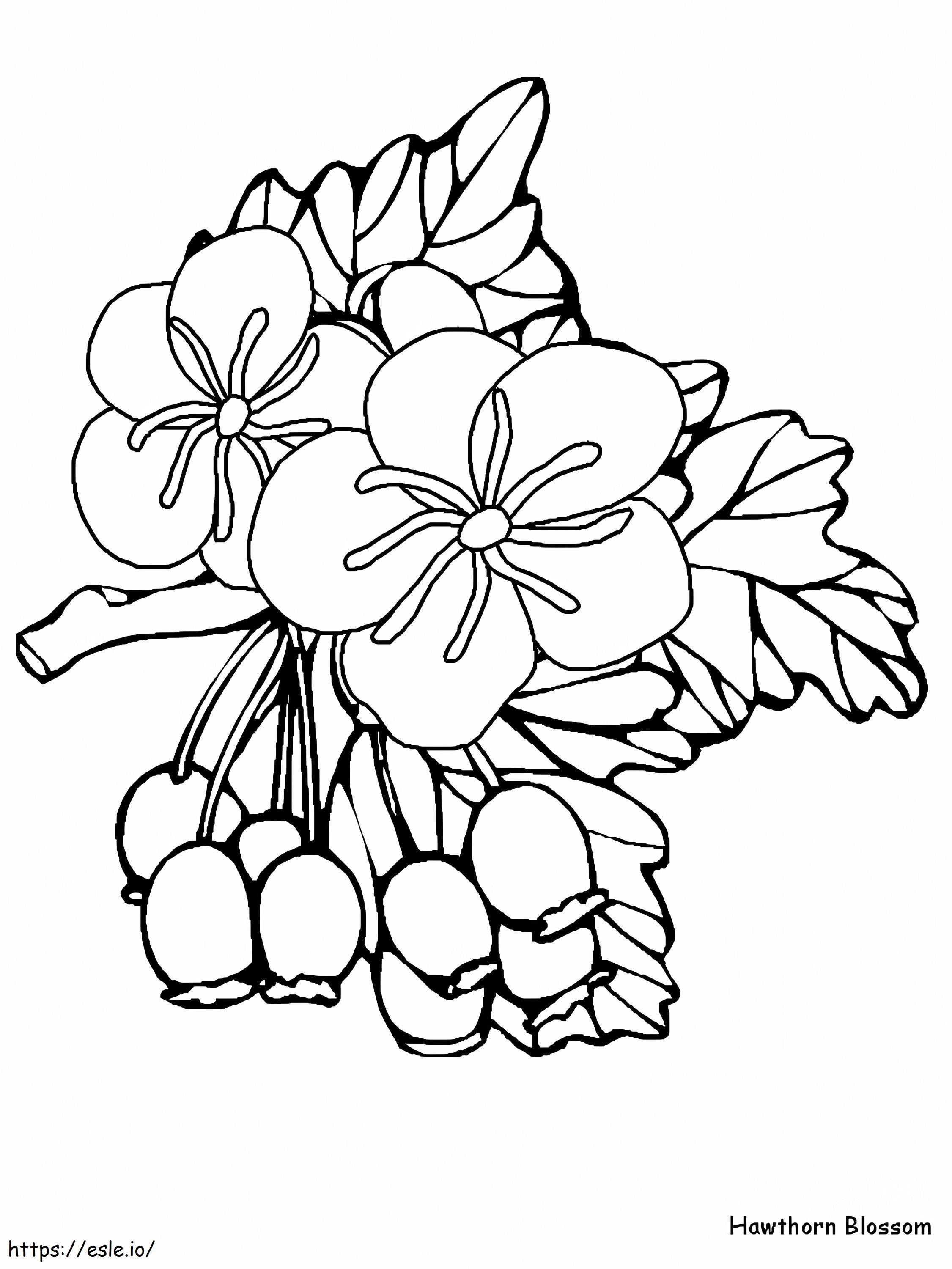 1528168516 Hawthorna4 coloring page