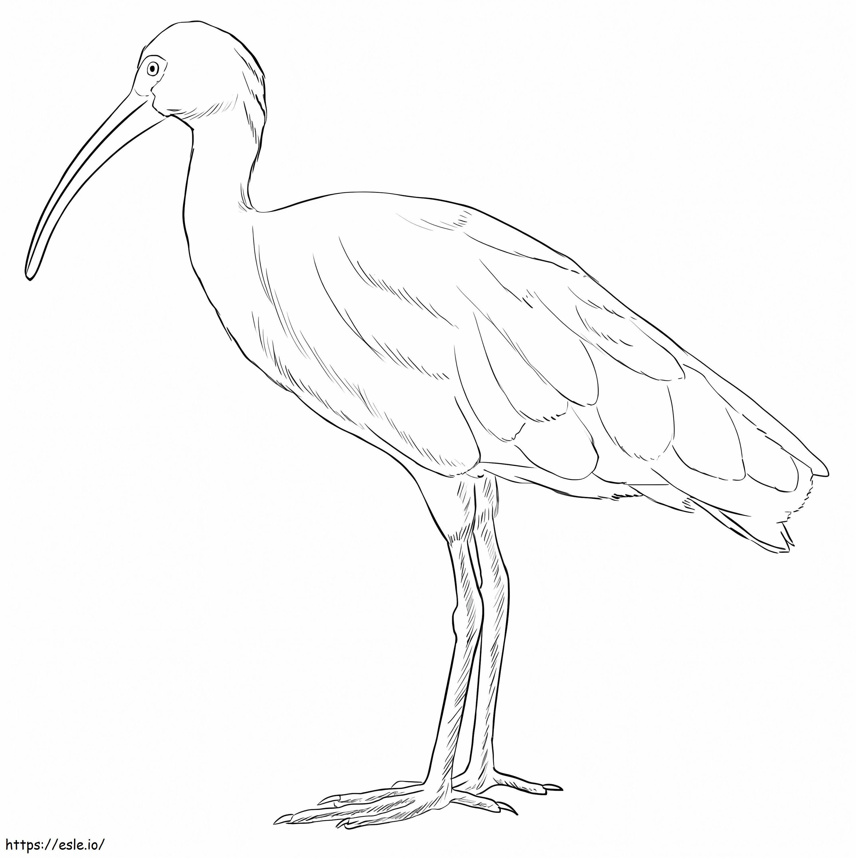 White Ibis 1 coloring page