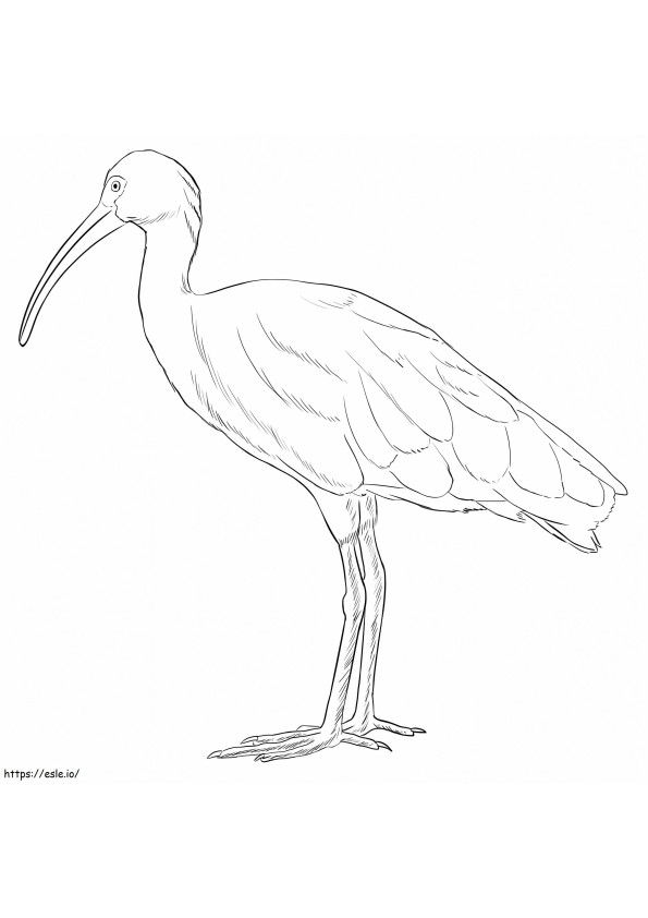 White Ibis 1 coloring page
