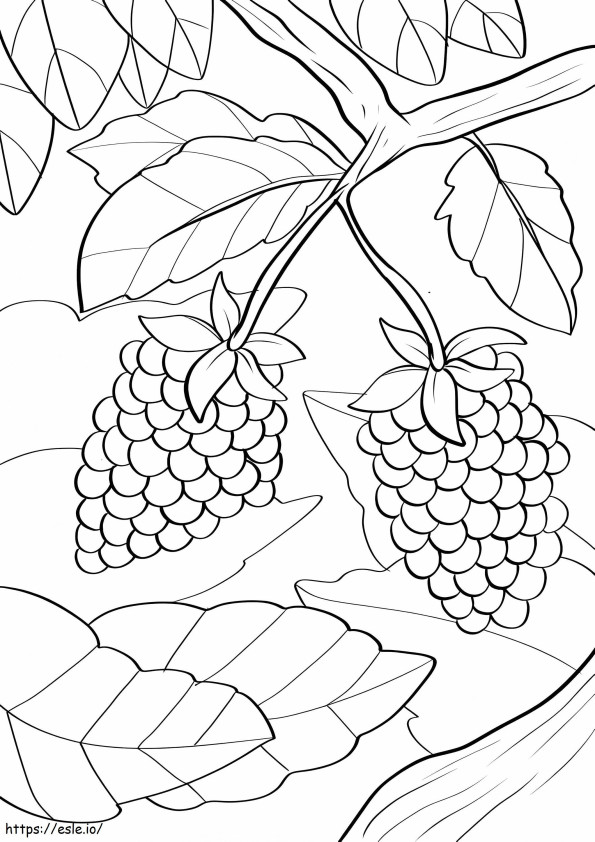 Free Blackberry coloring page