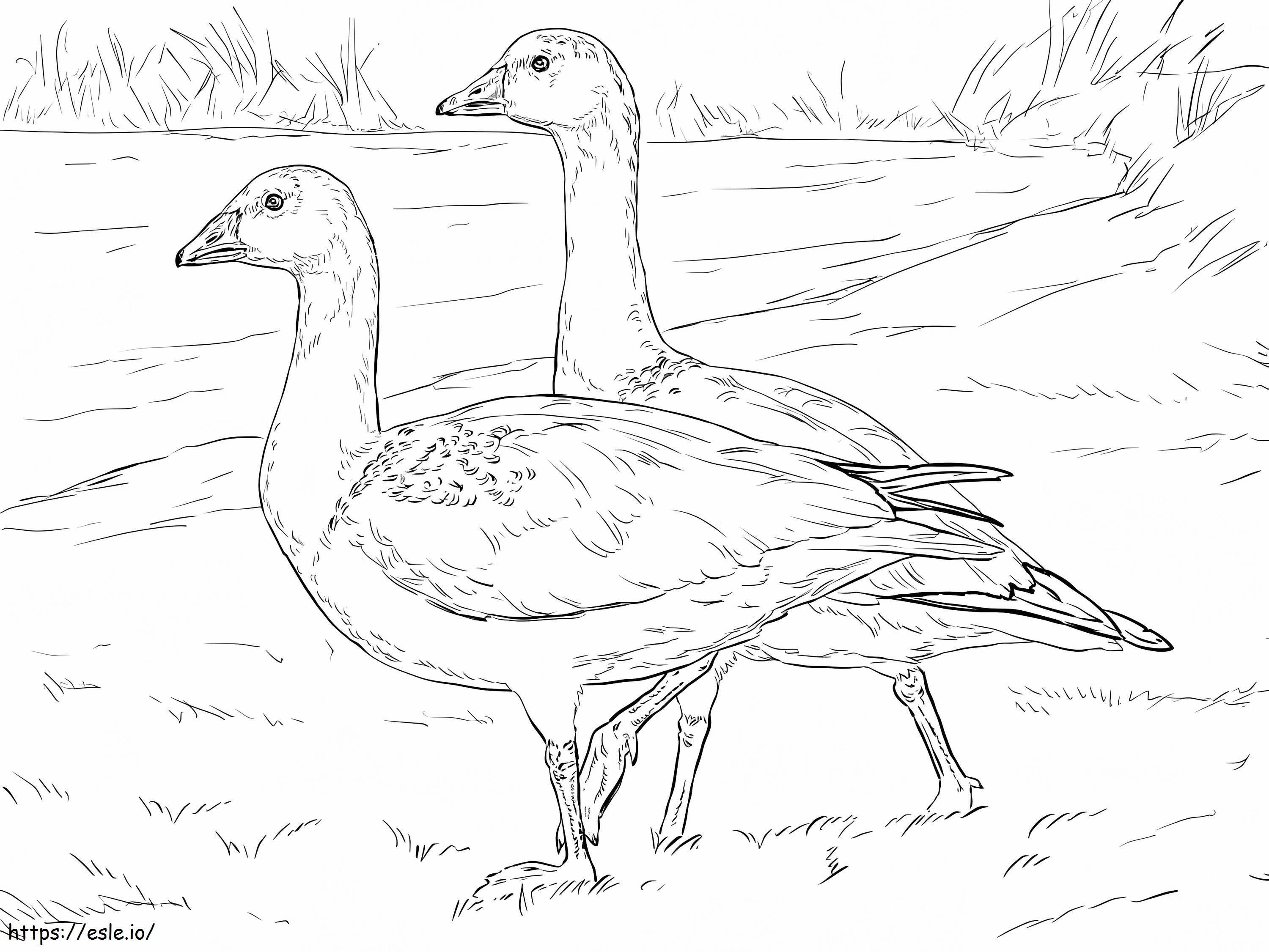 Rosss Geese coloring page