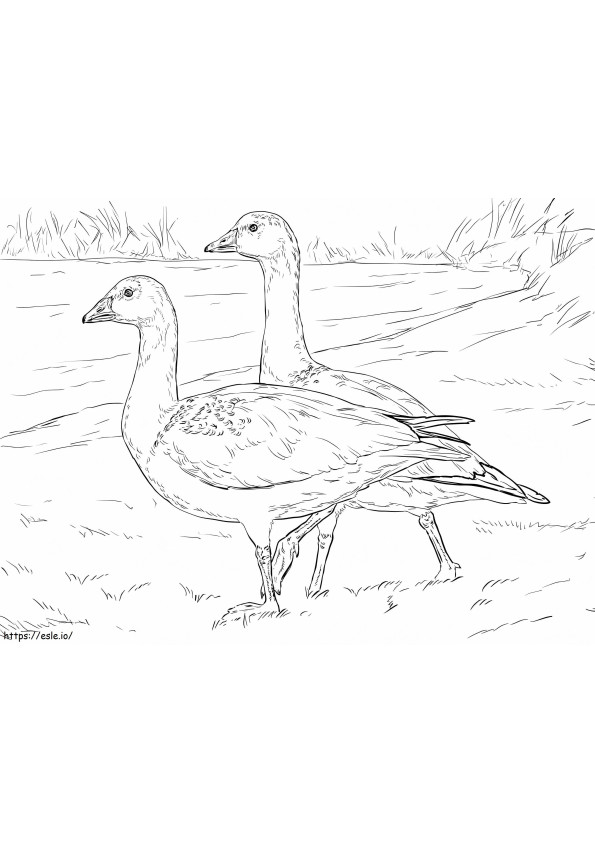 Rosss Geese coloring page
