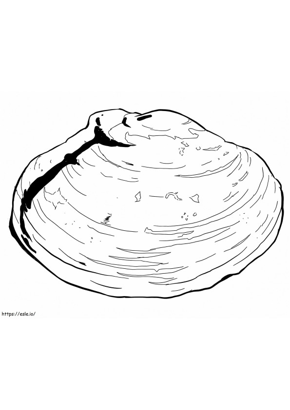 Freshwater Mussel