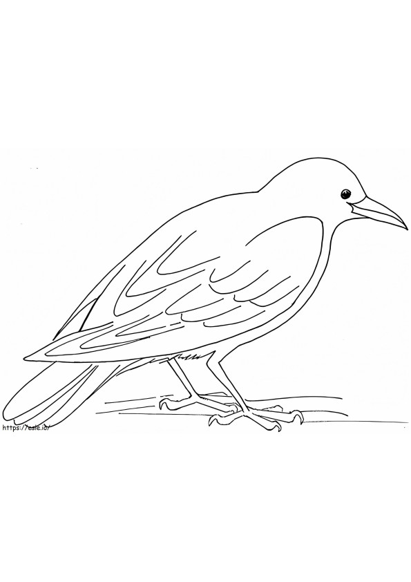 Basis Raaf