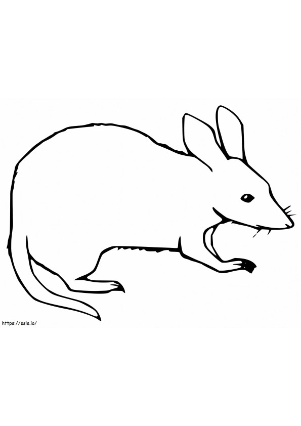Bandicoot normal