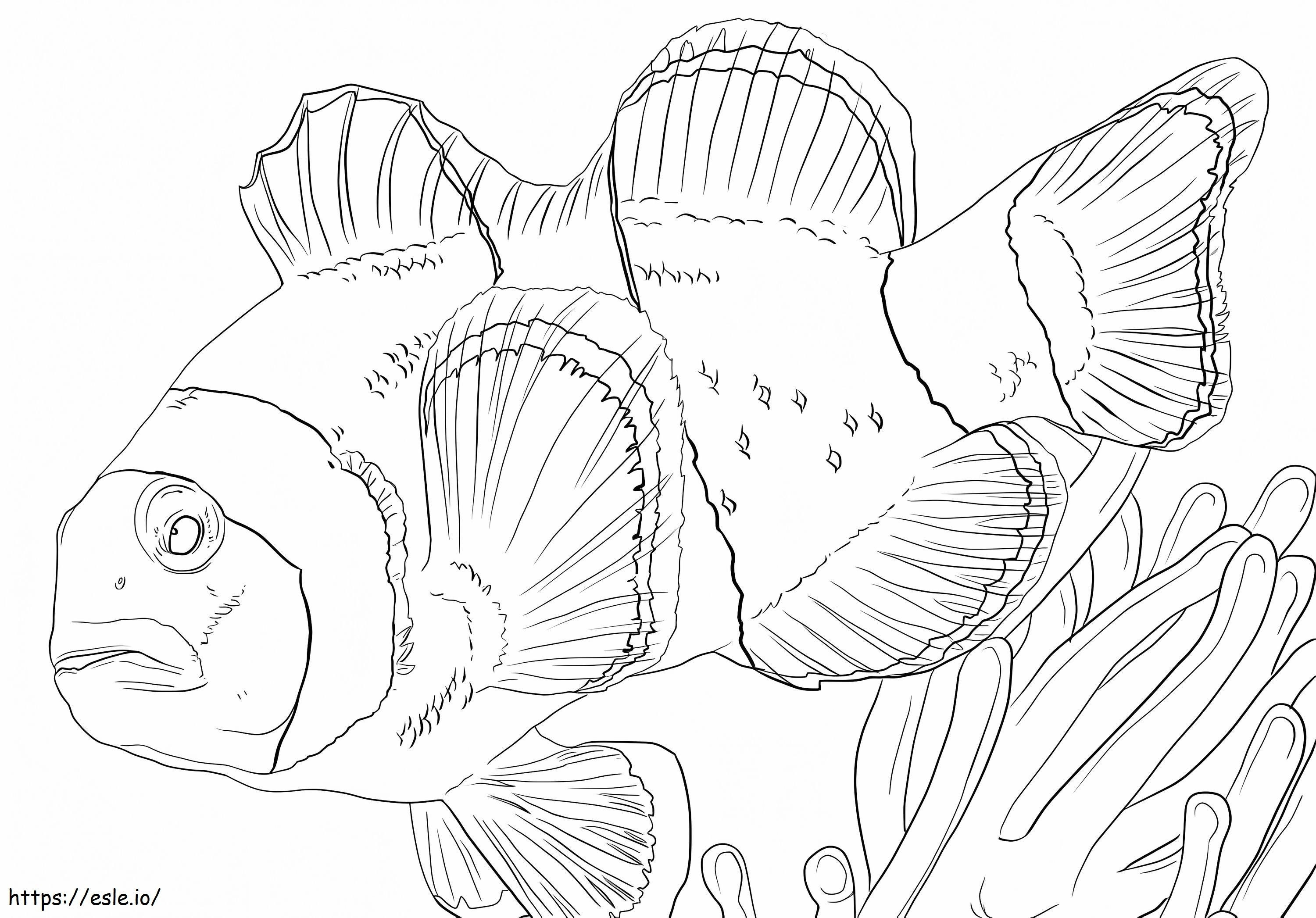 Clown-anemoonvis kleurplaat kleurplaat