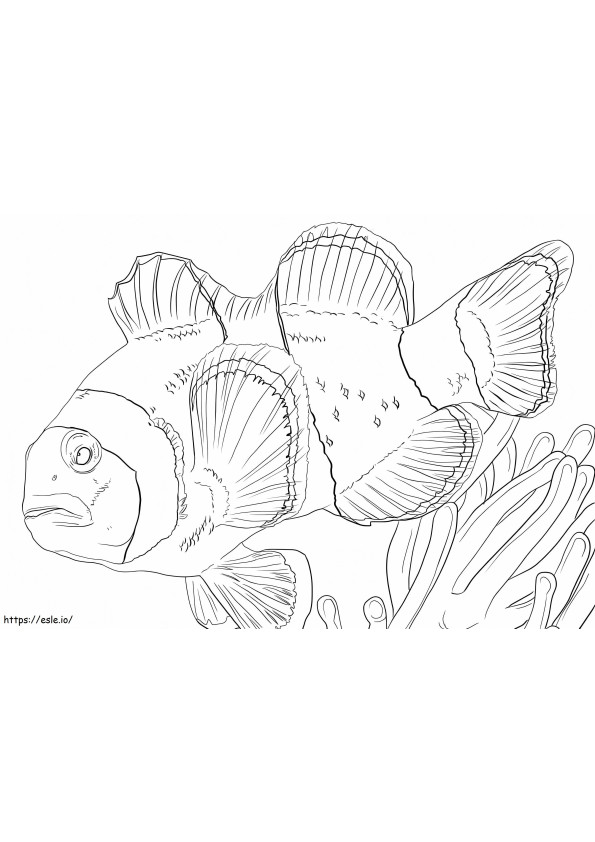 Clown Anemonefish coloring page