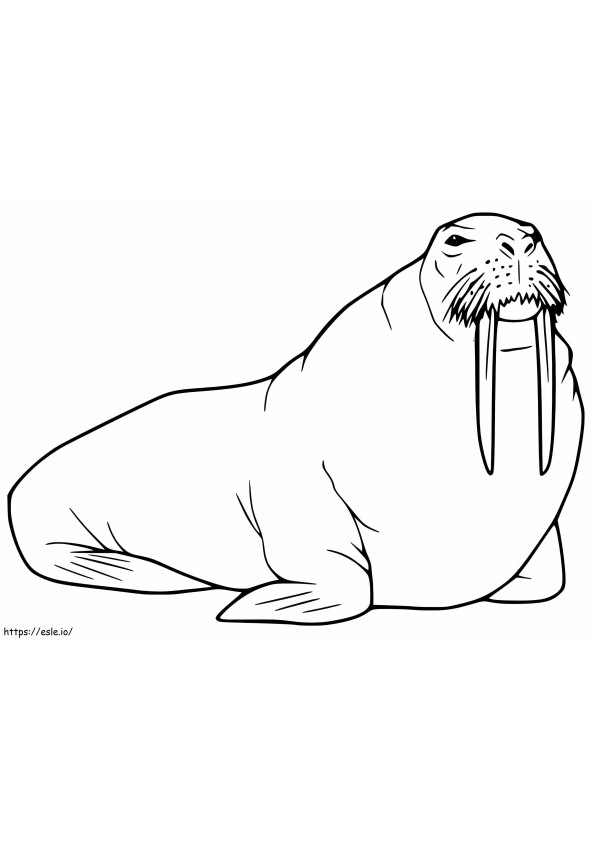 Walrus 19 coloring page