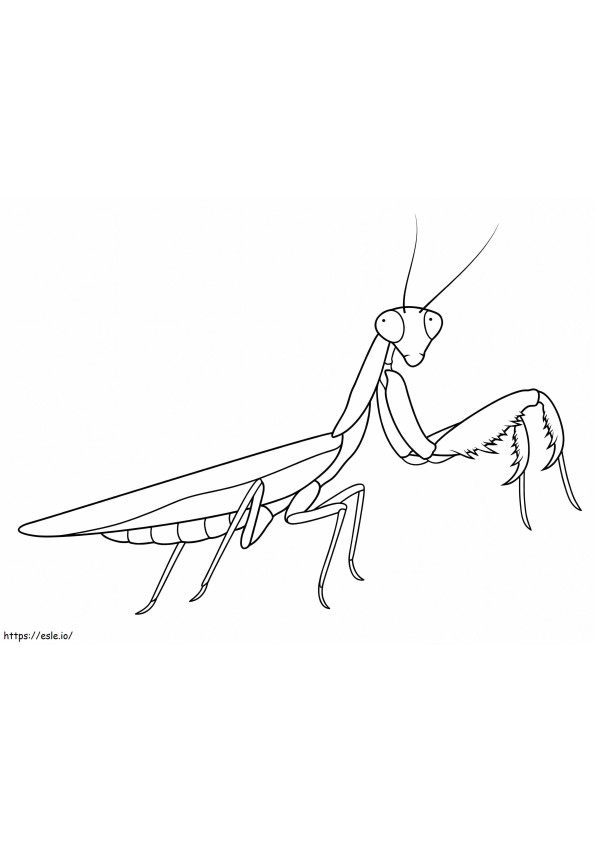 Praying Mantis To Color coloring page