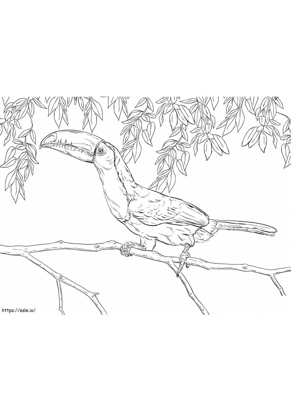 Coloriage Toucan à bec de quille réaliste à imprimer dessin