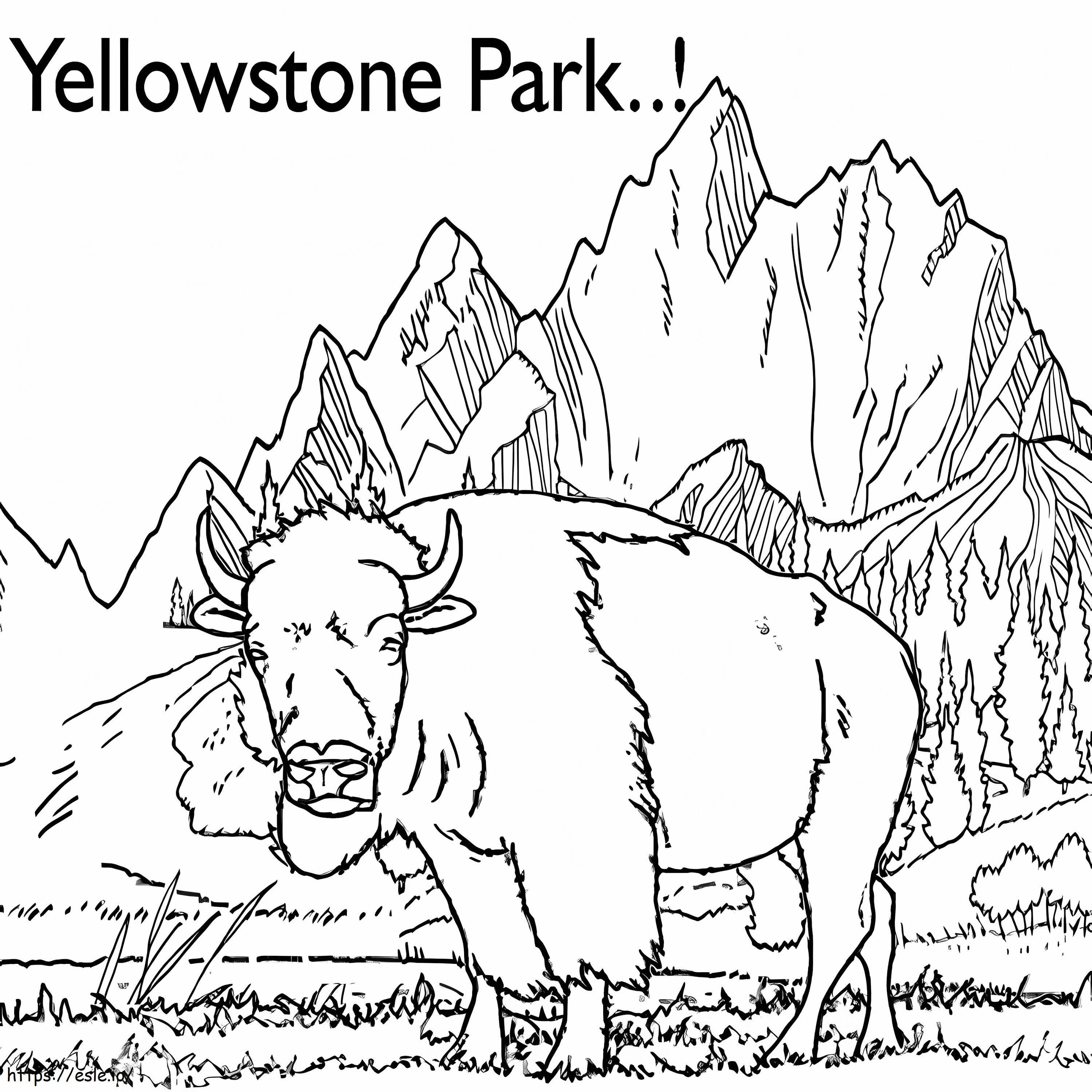 Yellowstone Park Bison värityskuva