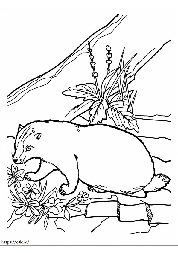 Badger And Flowers coloring page