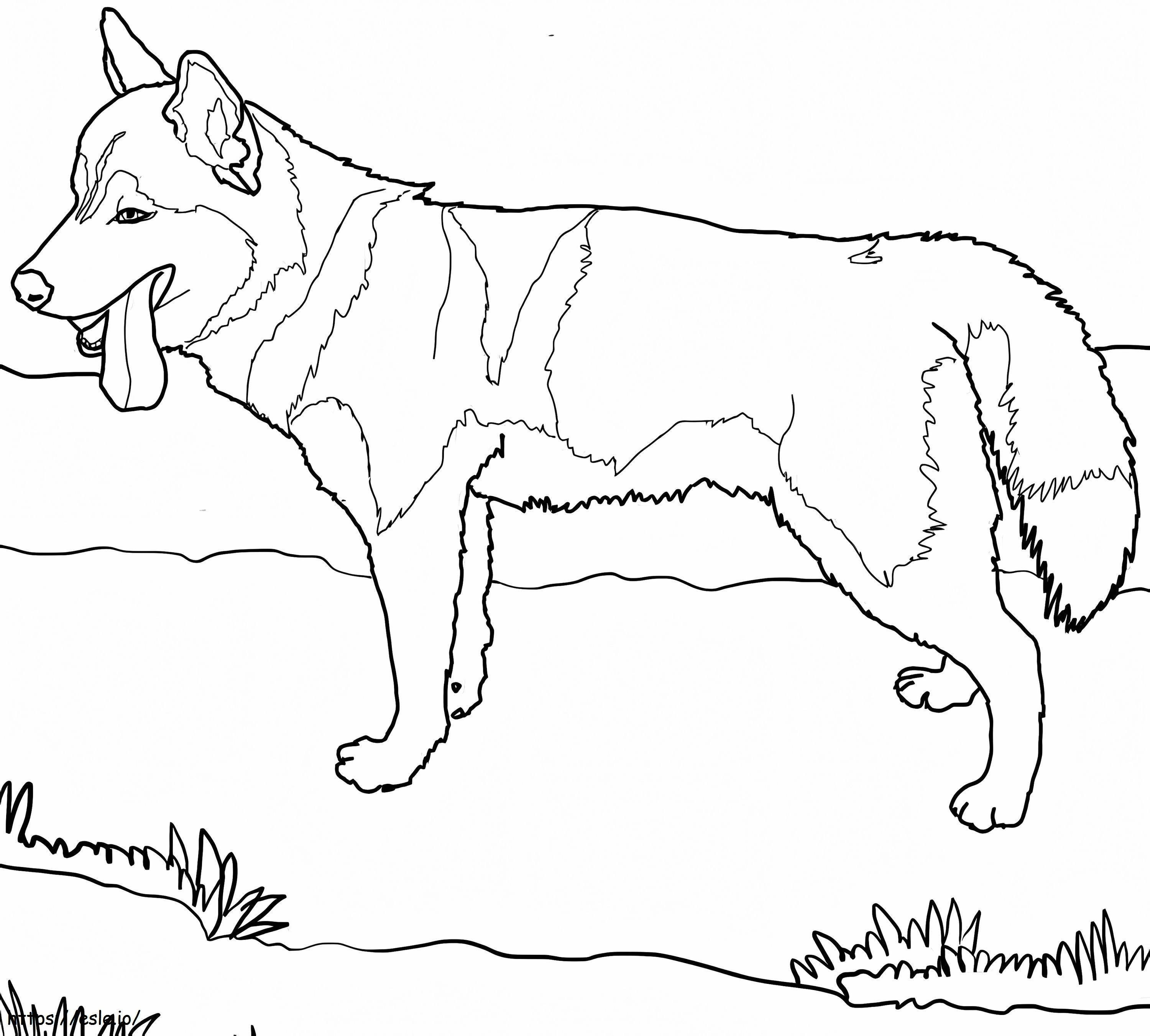 Een Siberische Husky kleurplaat kleurplaat
