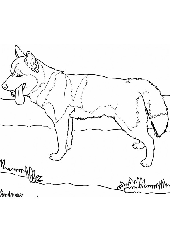 A Siberian Husky coloring page
