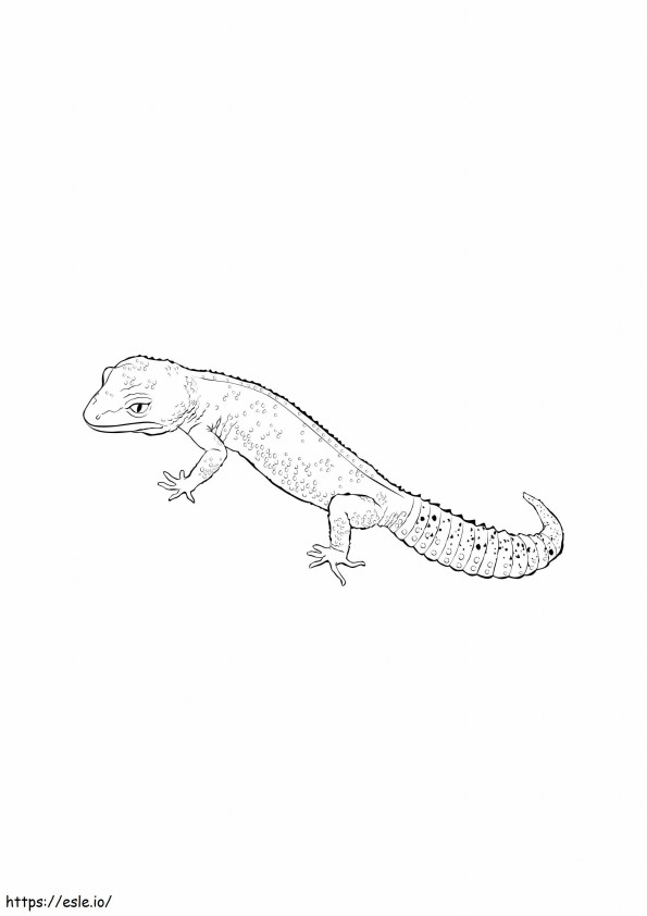 Gecko cu coadă grasă de colorat