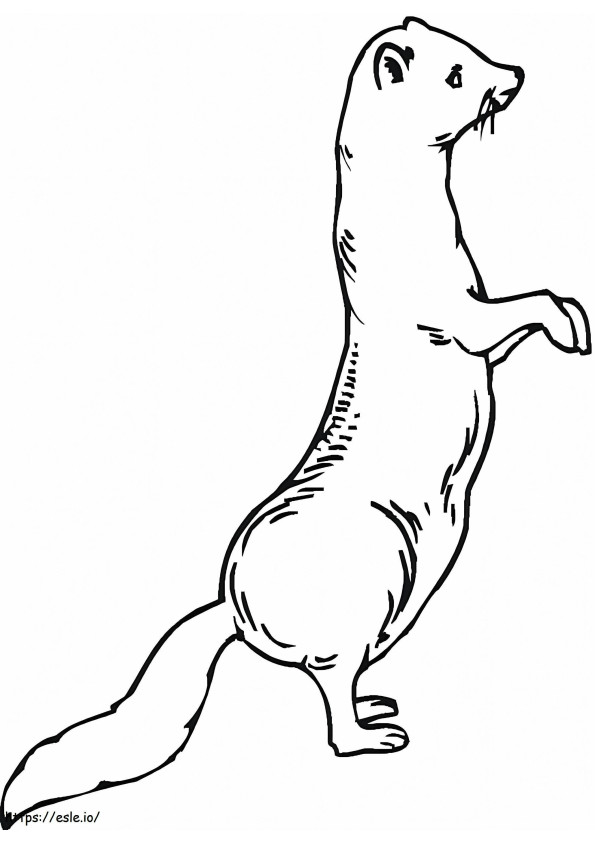 Weasel Is Standing coloring page