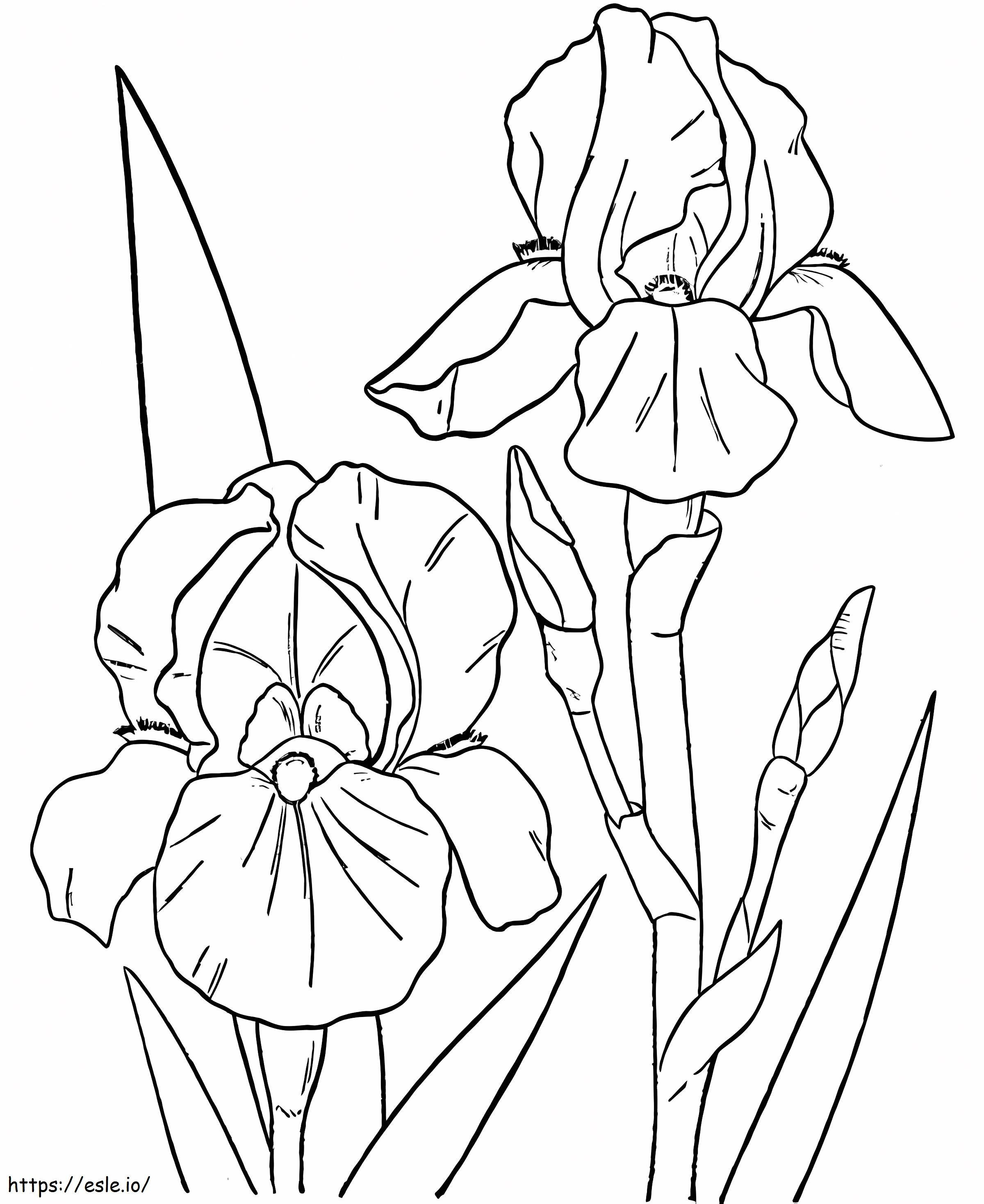Orchids coloring page