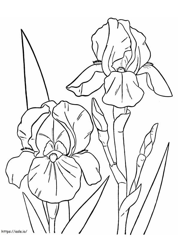 Orhidee de colorat
