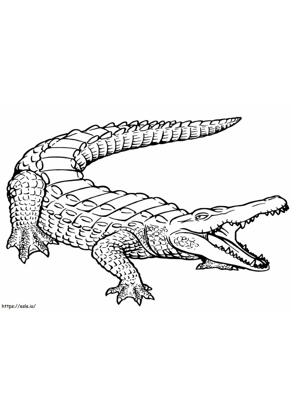 Coloriage Alligator imprimable gratuitement à imprimer dessin