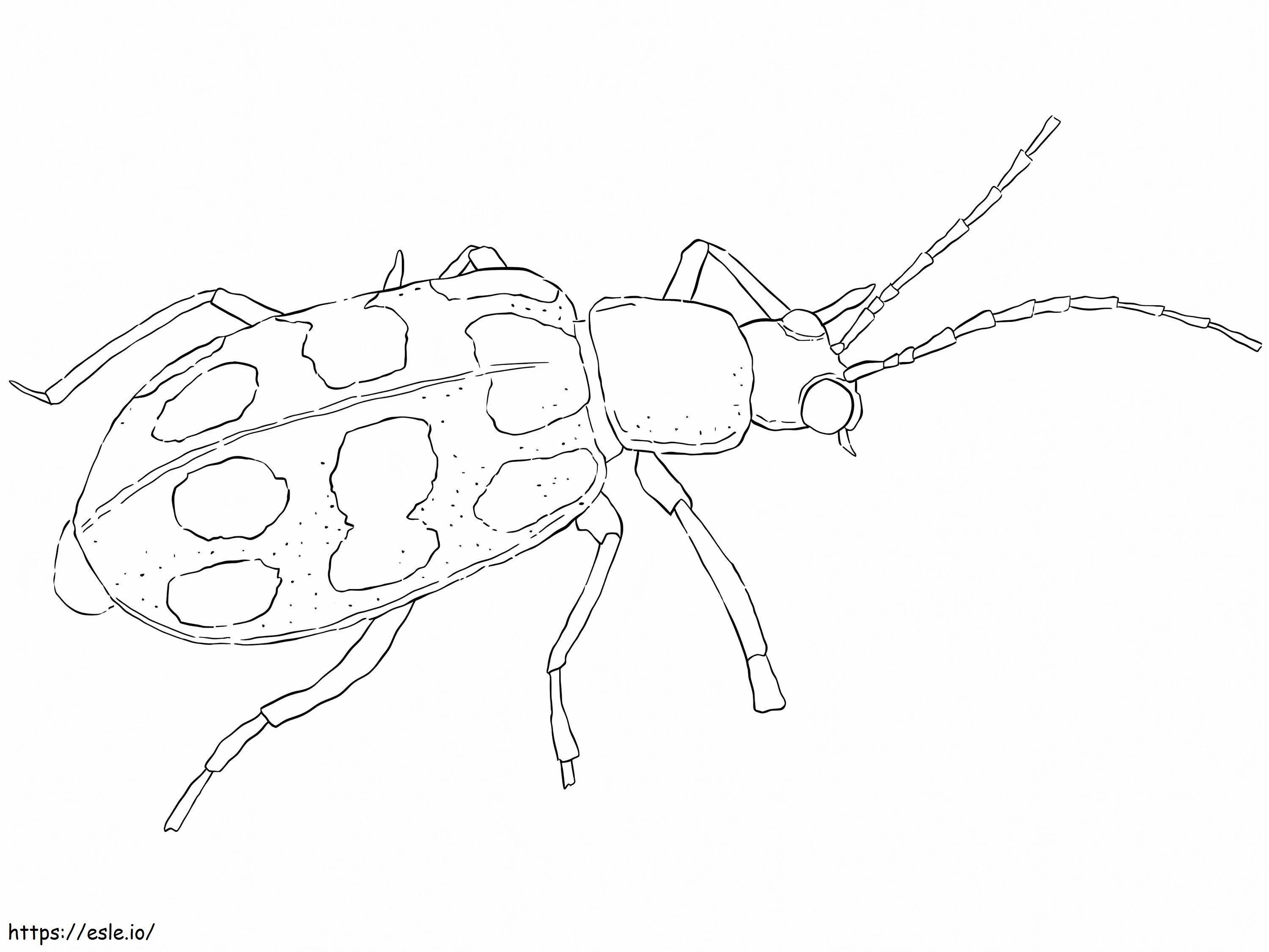 Spotted Cucumber Beetle coloring page